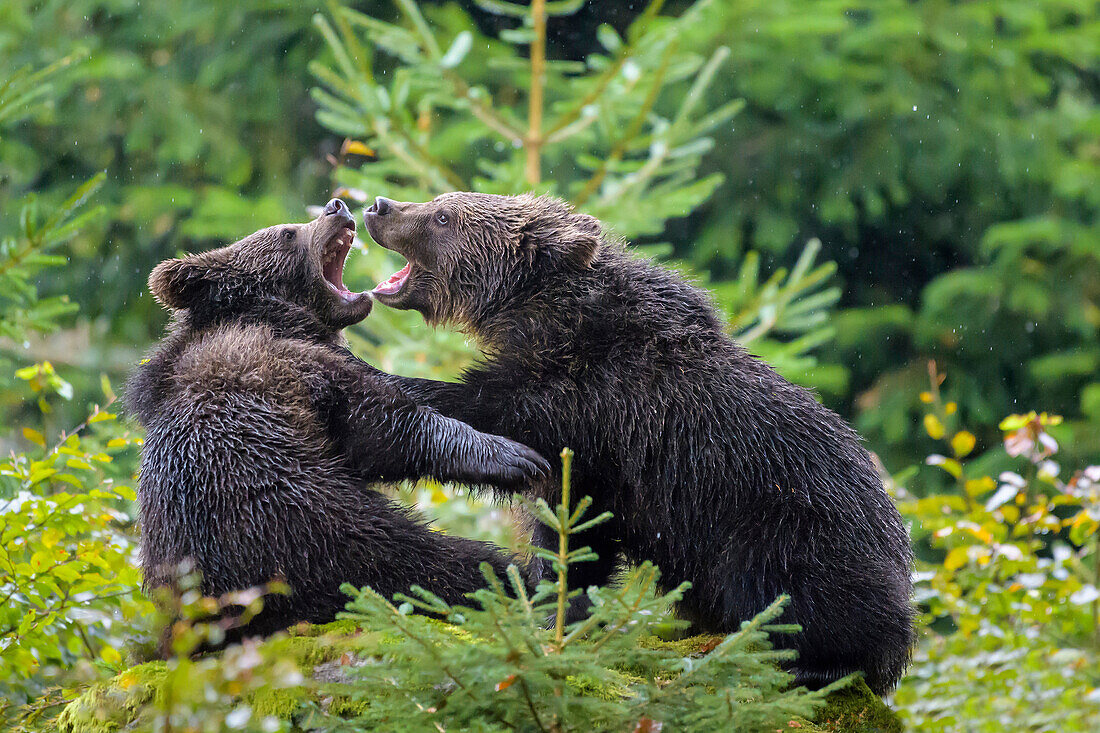 Brown Bear, Ursus arctos, Cubs fletching teeth, Bavaria, Germany.