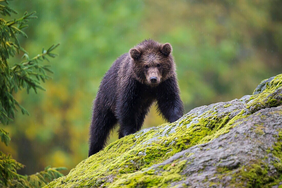 Brown Bear, Ursus arctos, Cub, Bavaria, Germany.
