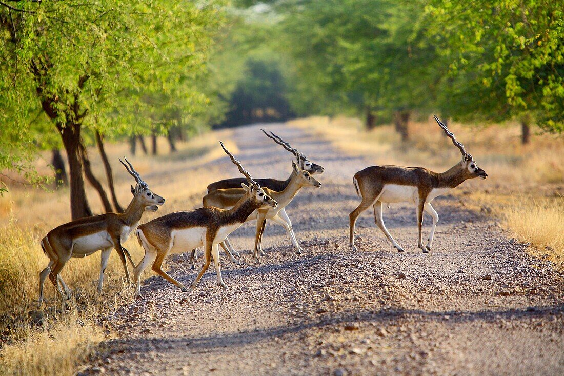 Eine Herde des schwarzen Dollars (Antilope Cervicapra), der die Straße am Velavdar-Schongebiet Gujarat Indien kreuzt.