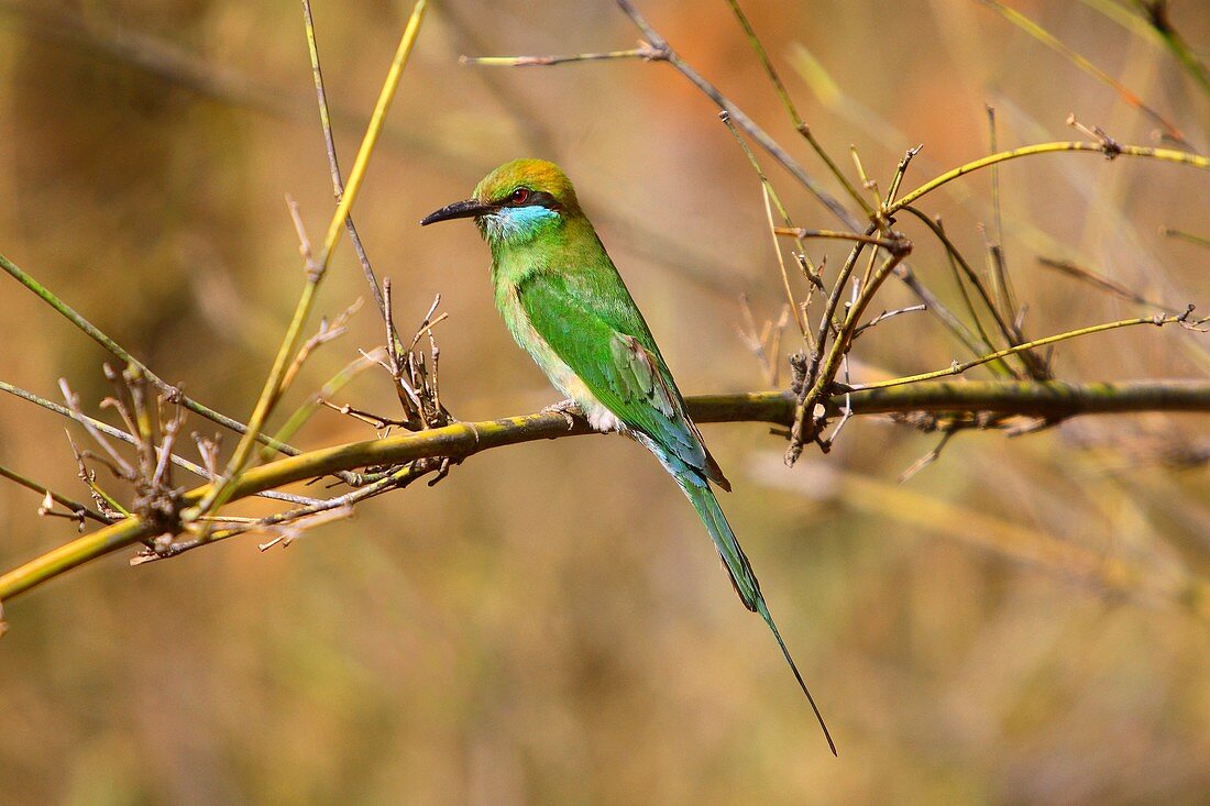 Green Bee-eater (Merops Orientalis) at Bandhavgarh National Park Madhya Pradesh India.