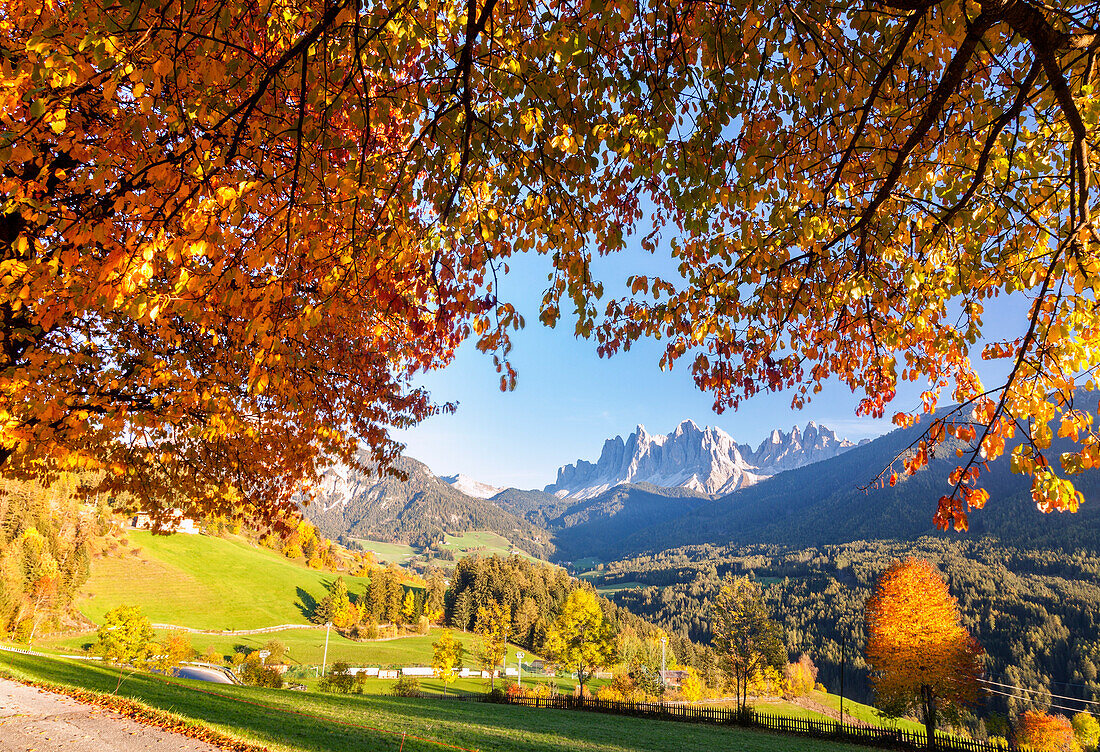 Das Geisel im Hintergrund umrahmt von Kirschbäumen im herbstlichen Kleid, Funes-Tal, Südtirol, Dolomiten, Italien, Europa