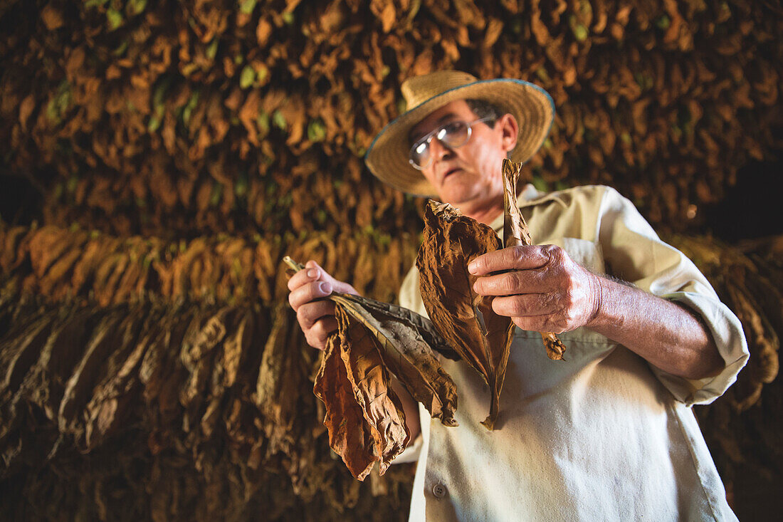 Kuba, Kuba, Mittelamerika, Karibik, Havanna, Tabakfarm in Pinal dal Rio, Mann bei der Arbeit