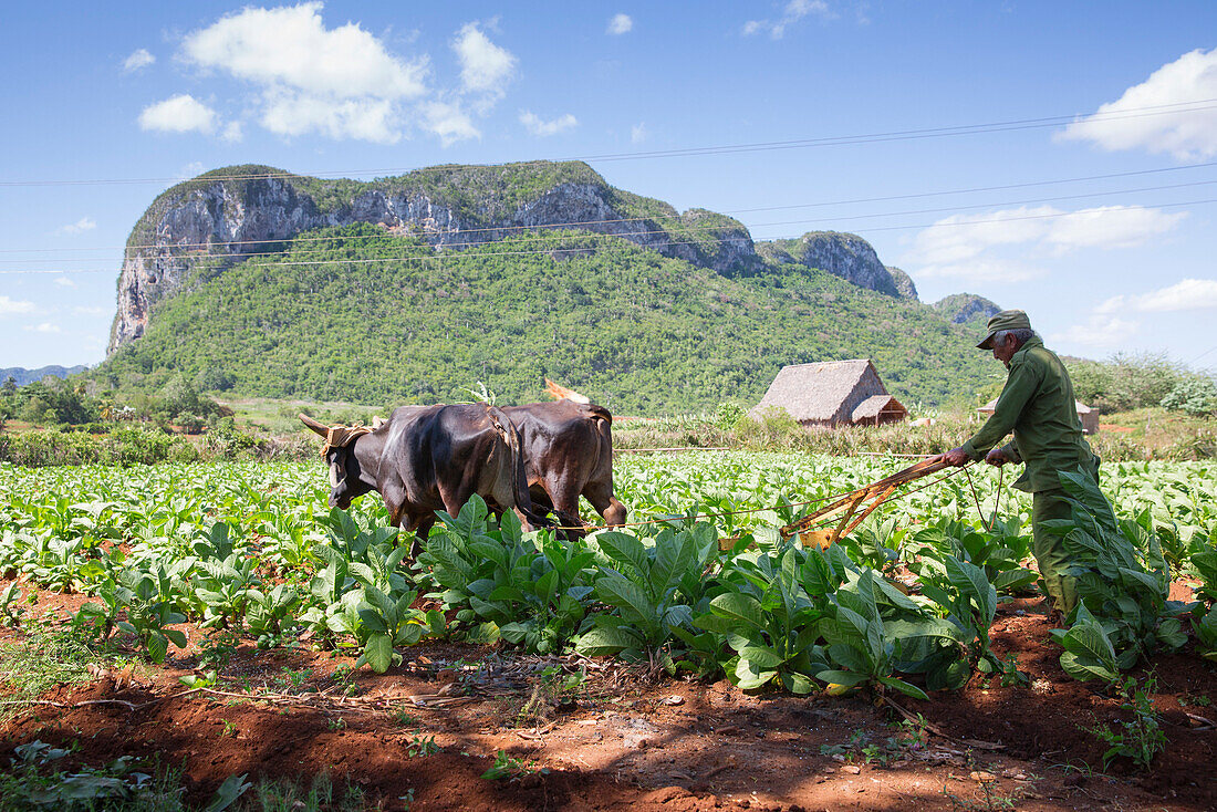 Cuba, Republic of Cuba, Central America, Caribbean Island, Havana district, Tobacco farm in Pinal dal Rio, cow,cows at work