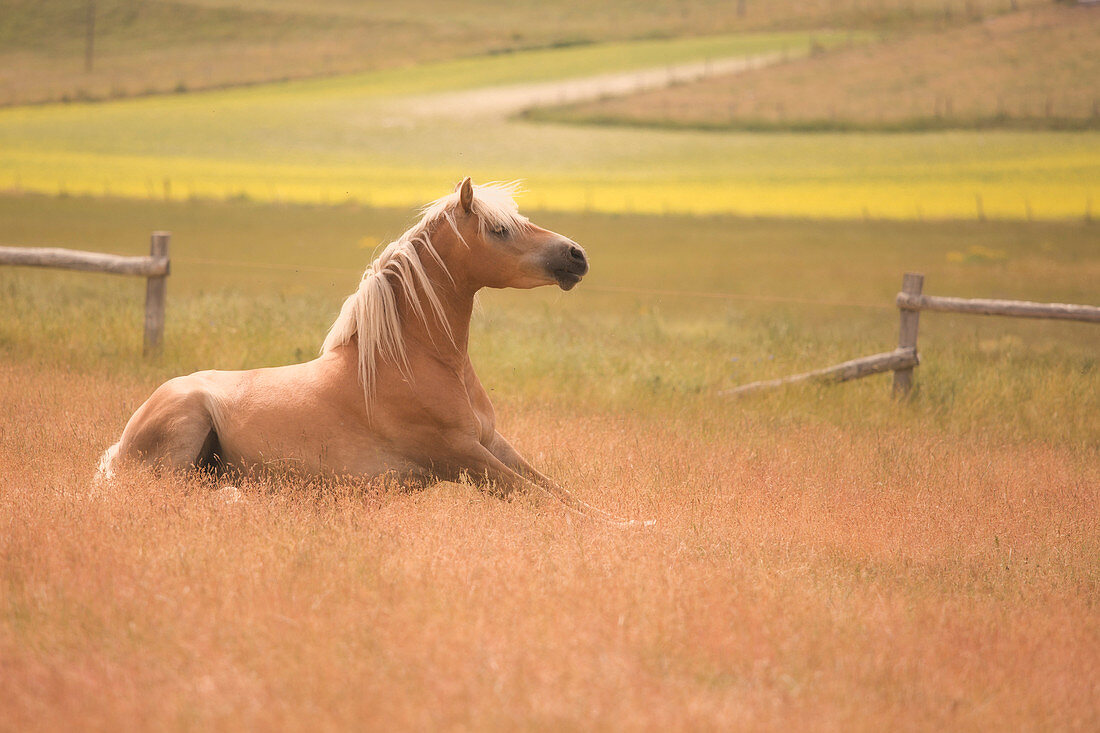 Europa, Italien, Umbrien, Perugia, Castelluccio di Norcia Sibillini Ranch