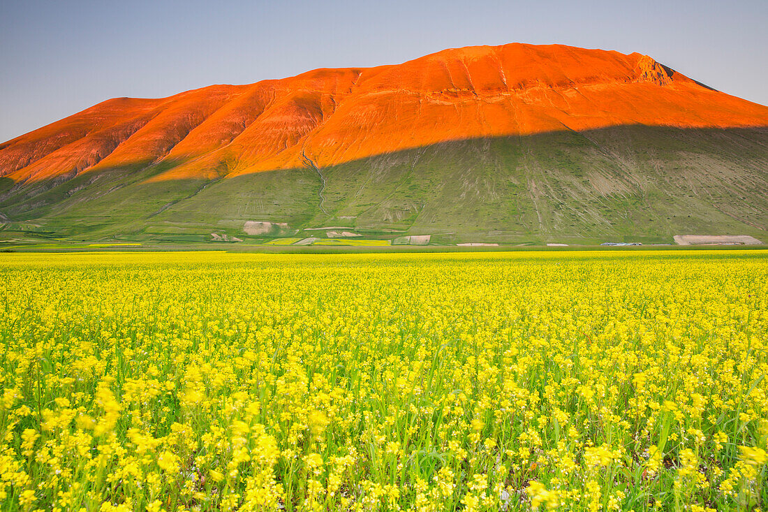 Europe,Italy,Umbria,Perugia district,Sibillini National park, Flowering of the lentil fields of Castelluccio of Norcia