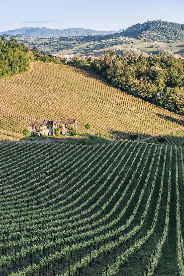 Oltrepo Pavese, Province of Pavia, Lombardy, Italy