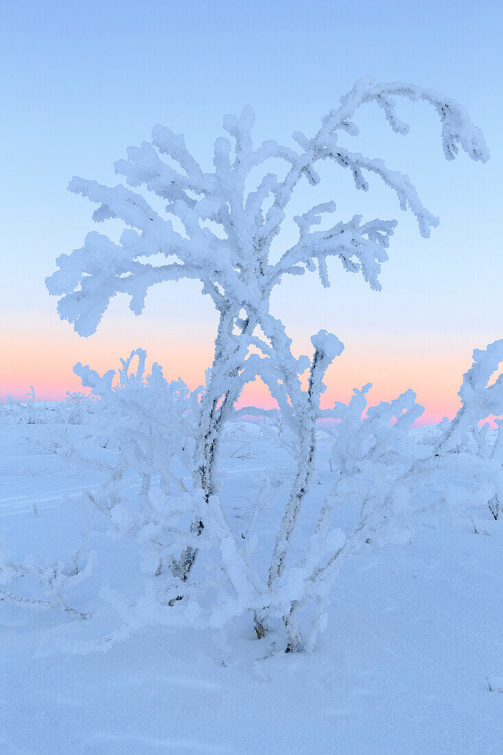 Plants ice encrusted in an uninhabited area of Lapland, Riskgransen, Norbottens Ian, Lapland, Sweden,Europe