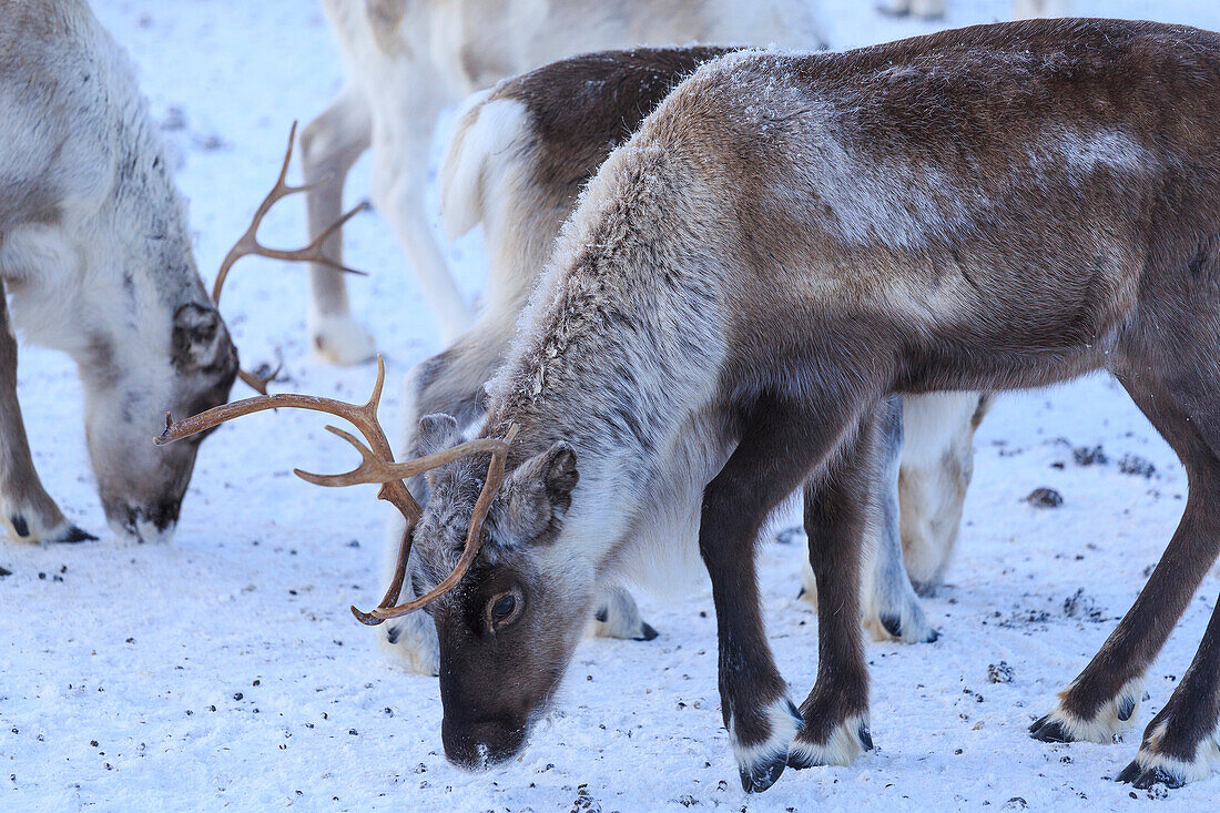 Reindeer grazing, Riskgransen, Norbottens Ian, Lapland, Sweden,Europe
