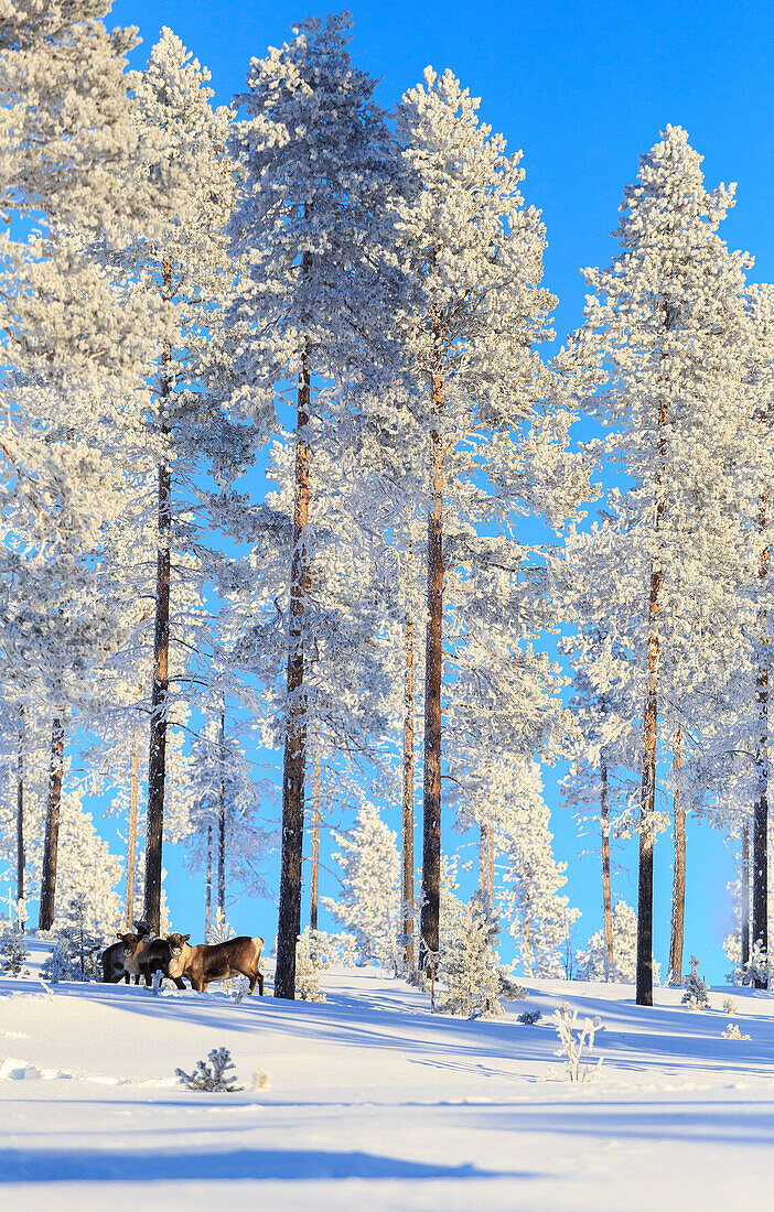 Blätter im lappischen Wald, Vittangi, Norbottens Ian, Lappland, Schweden, Europa