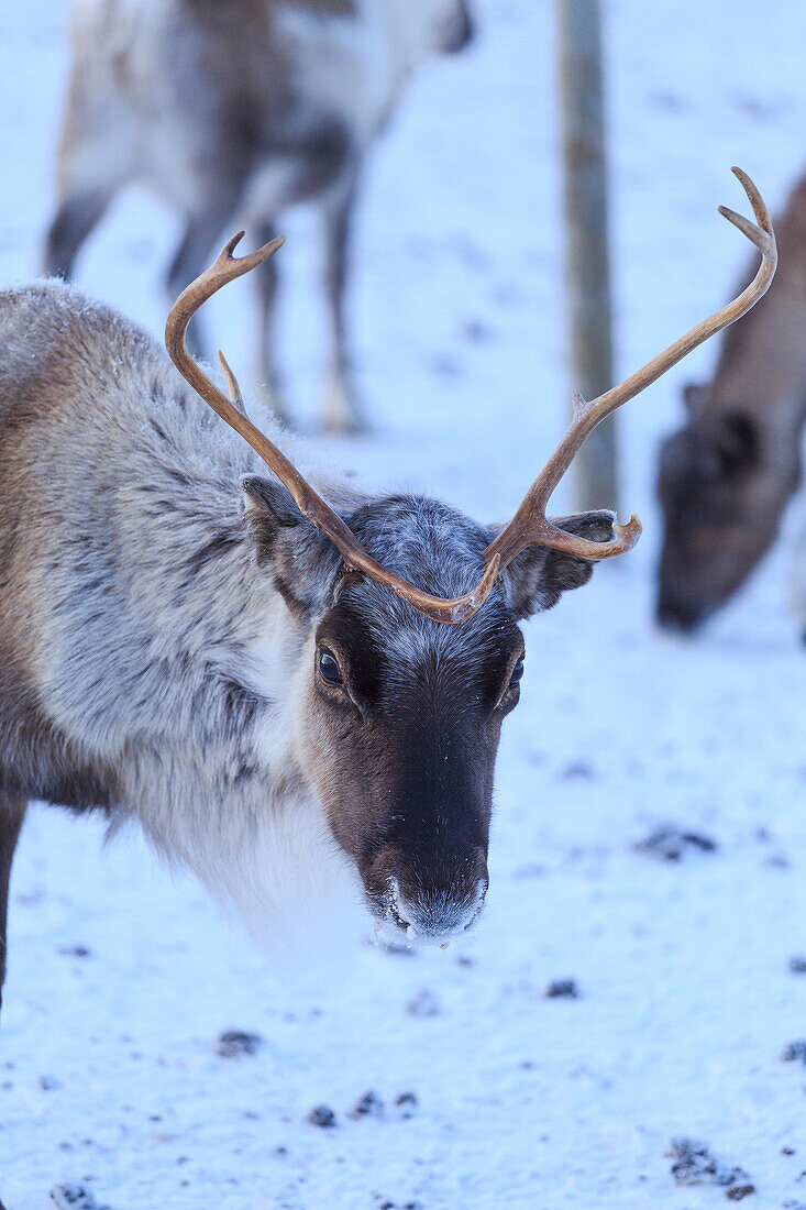 Reindeer grazing, Riskgransen, Norbottens Ian, Lapland, Sweden,Europe