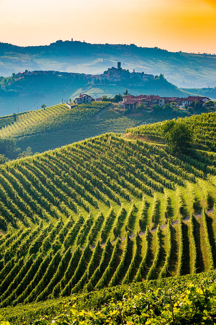 Barolo wine region, Langhe, Piedmont, Italy