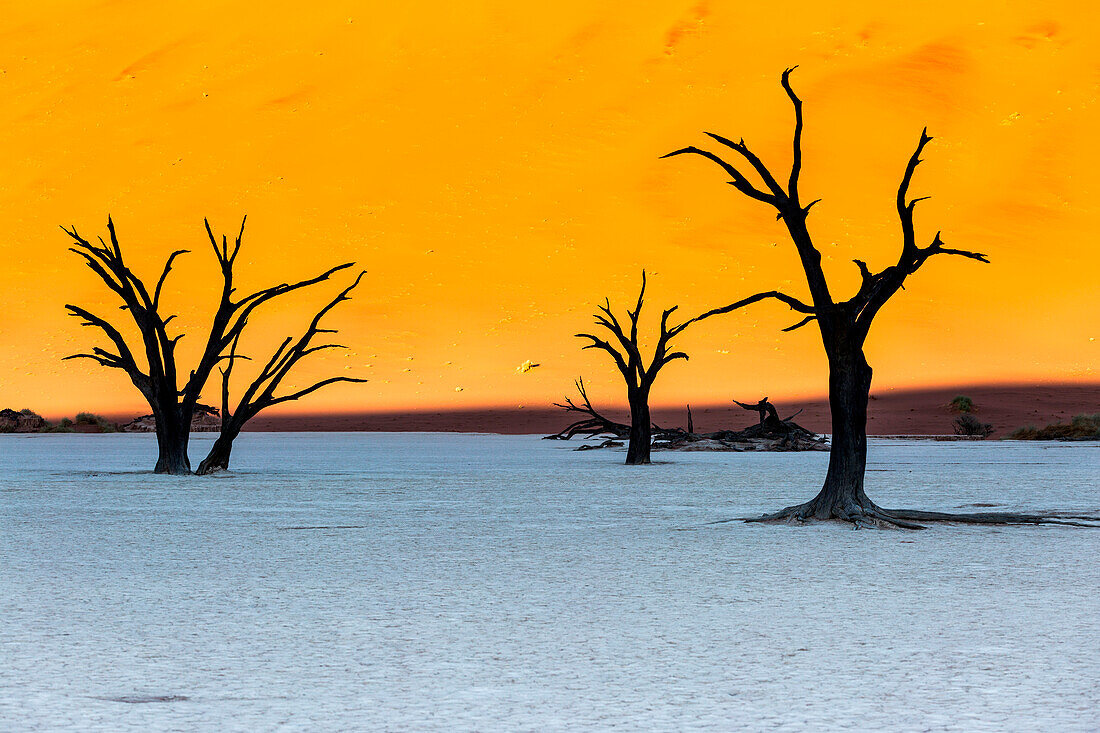 Tote Akazien in Deadvlei, Sossusvlei Namib Wüste, Namibia, Afrika