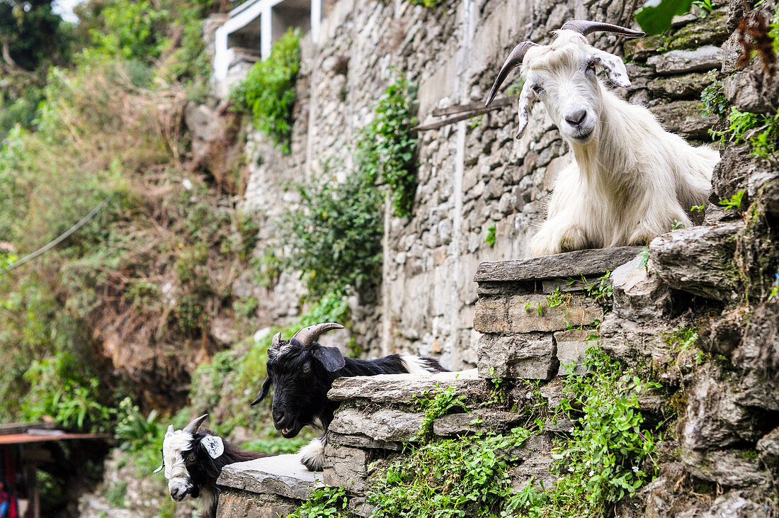 Goats look for trekkers who pass,Annapurna region,Nepal, Asia