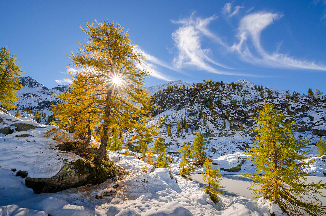 Lärchen und der erste herbstliche Schnee (Orco Tal, Nationalpark Gran Paradiso, Piemont, Italien, italienische Alpen)