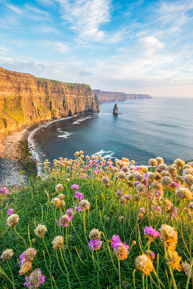 Cliffs of Moher at sunset, with flowers on the foreground, Liscannor, Co, Clare, Munster province, Ireland