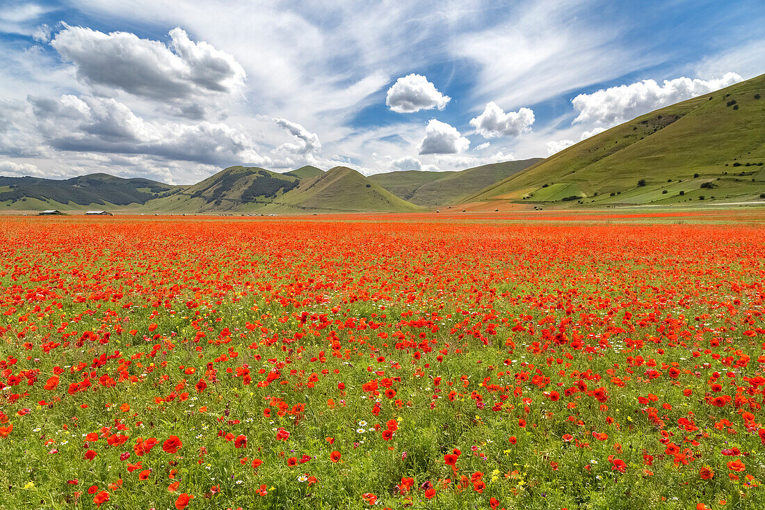 A colorful field of poppies near Castelluccio, Castelluccio di Norcia, Umbria, Italy