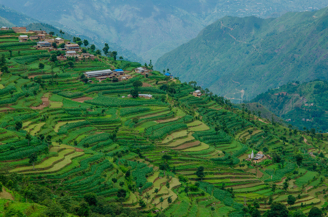 'Ramechhap, Nepal, Asia, Green terraces in the Nepalese countryside around Ramechhap, Picture taken during the ''Indigenous People Trek'', Nepal, Asia'