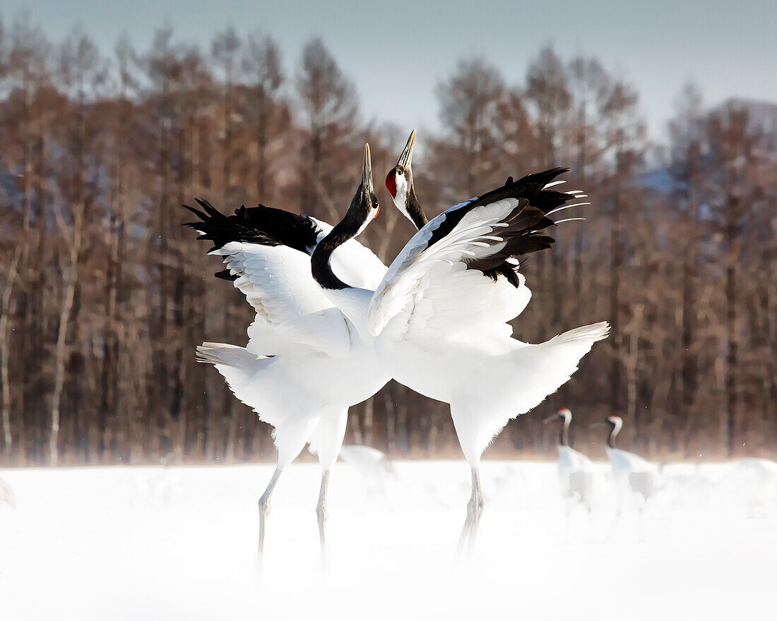 Red crowned cranes, Tsurui, Hokkaido, Japan