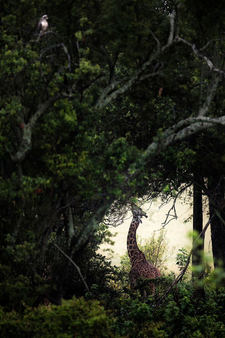 Giraffe im Masai Mara Game Reserve, Kenia