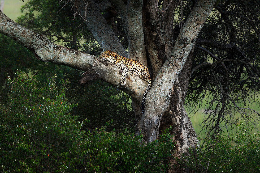 Leopard in the Masaimara
