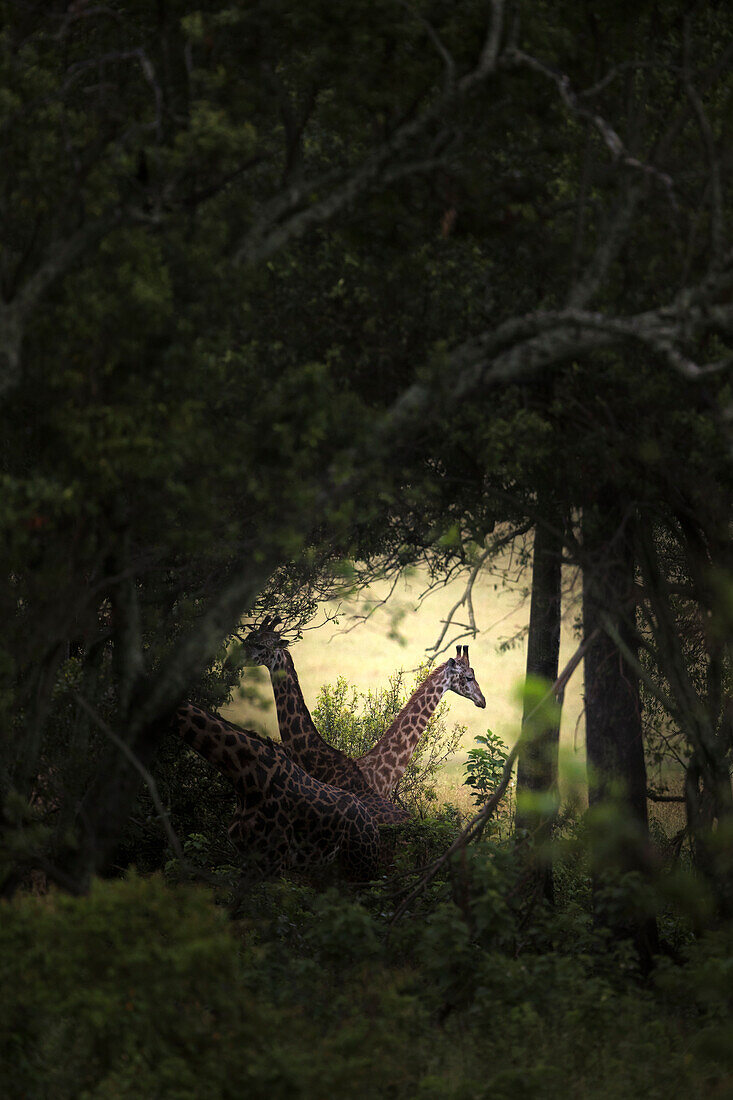 Giraffe im Masai Mara Game Reserve, Kenia