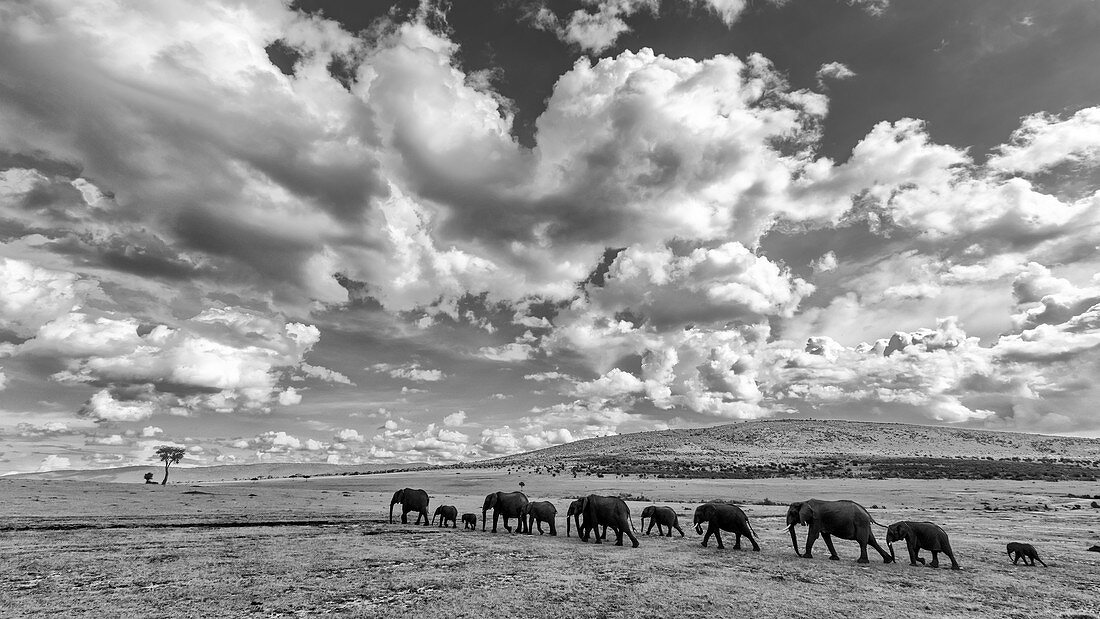 Elefantenherde überquert Masaimara Grasland