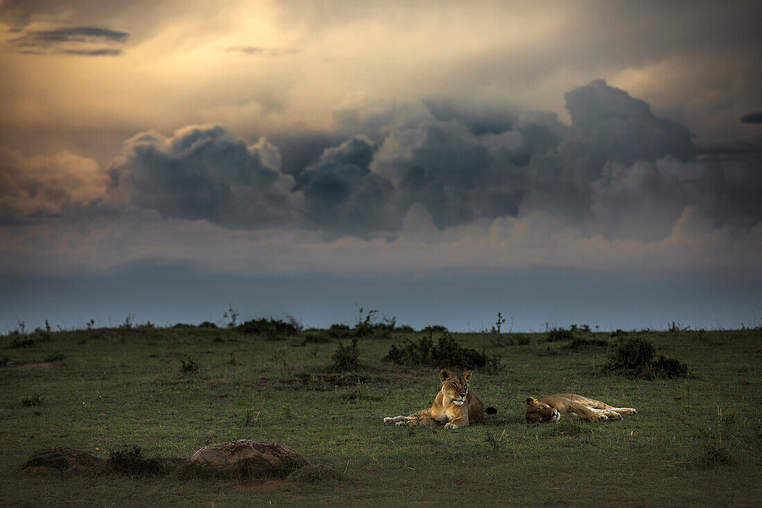 Löwin im Masaimara bei Sonnenuntergang