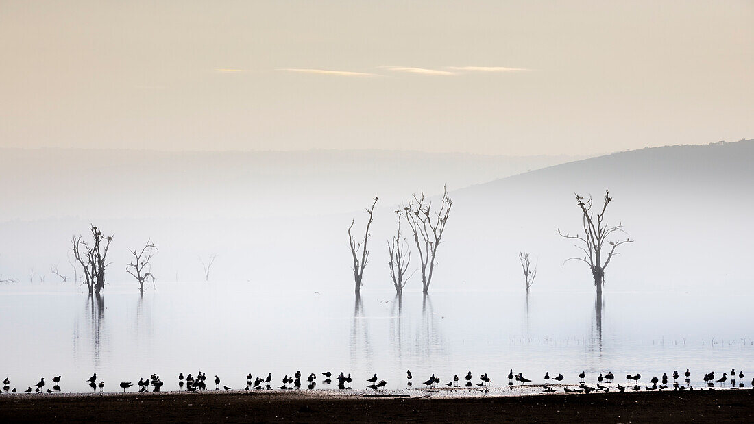 Lake Nakuru, Rift Valley, Kenya