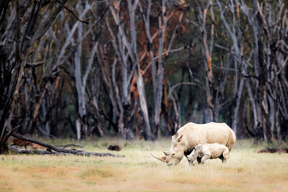 Weißes Nashorn im Lake Nakuru National Park