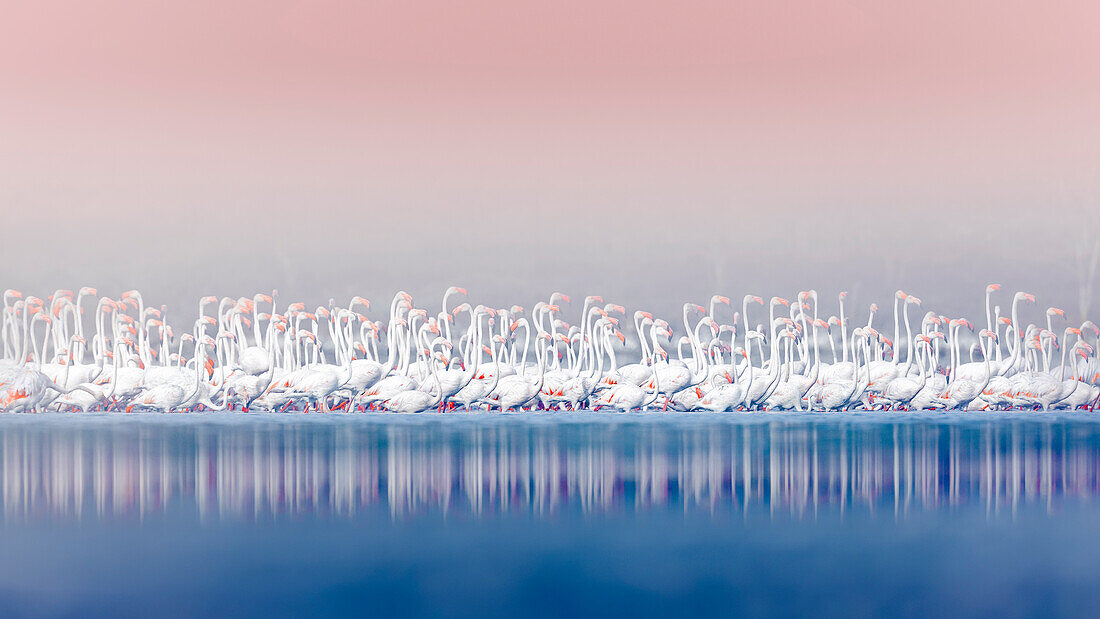 Flamingos in Lake Bogoria, Kenya, Africa