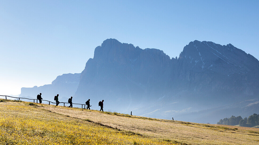 Europe, Italy, South Tyrol, Bolzano, Dolomites, hikers walk in a row on the Alpe di Siusi, in the background the Sassolungo
