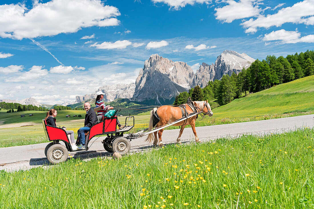 Alpe di Siusi/Seiser Alm, Dolomites, South Tyrol, Italy, Haflinger horse and carriage on the Alpe di Siusi/Seiser Alm