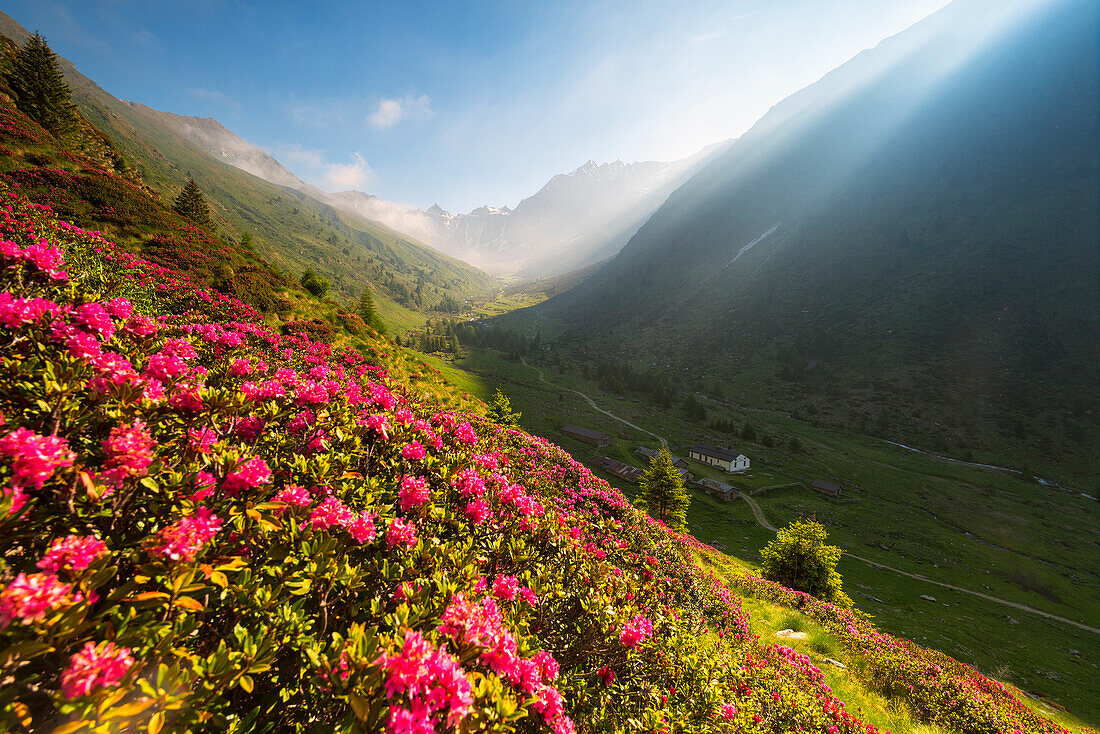 rhododendrons Bloomings in Val Grande, Vezza d'Oglio, Stelvio National park, Brescia province, Lombardy district,Italy, Europe