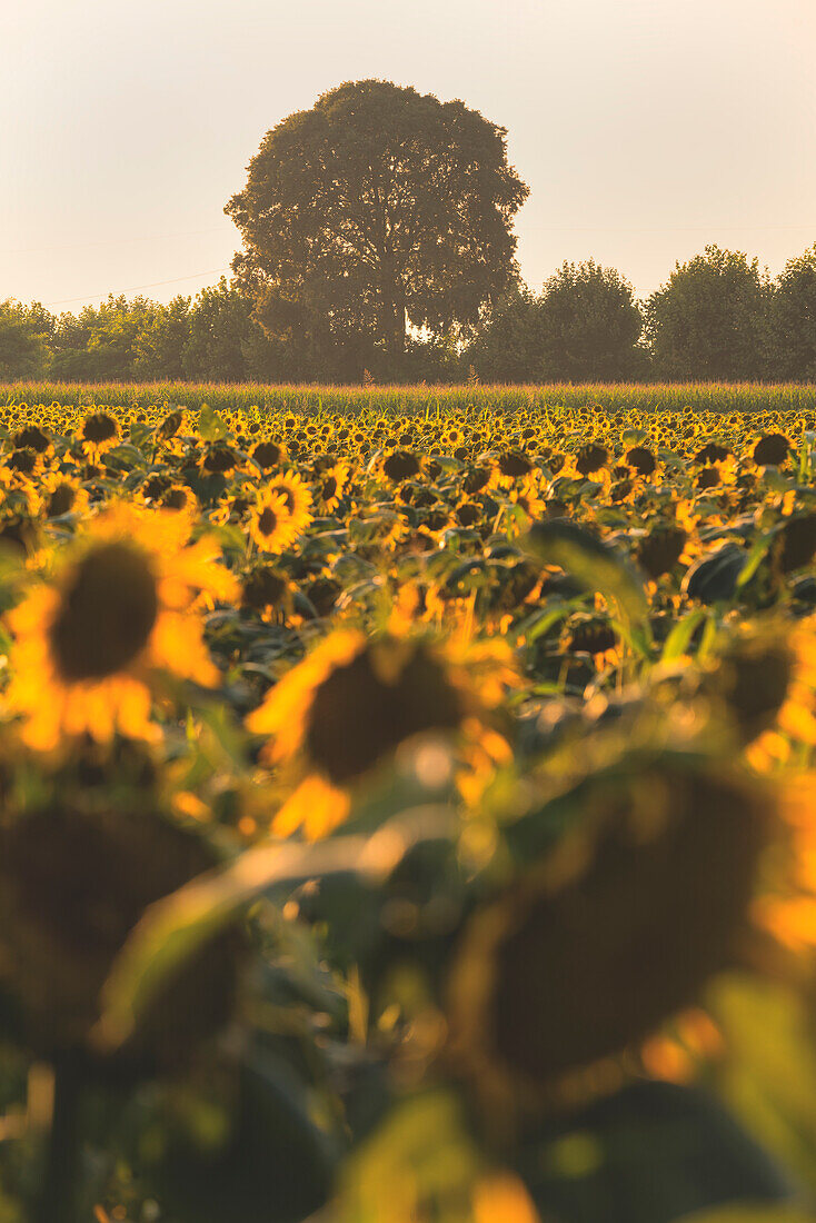 Sunflowers in franciacorta, Brescia province, Italy, Lombardy district, Europe