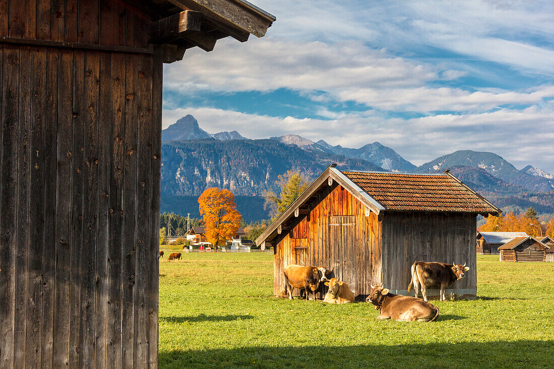 Kühe auf den grünen Weiden umrahmt von den hohen Gipfeln der Alpen Garmisch Partenkirchen Oberbayern Deutschland Europa