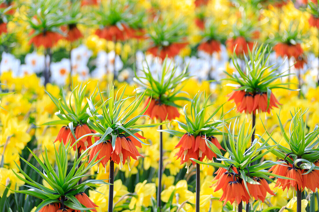 Mehrfarbige Blumen im Keukenhof Botanischer Garten Lisse Südholland Niederlande Europa