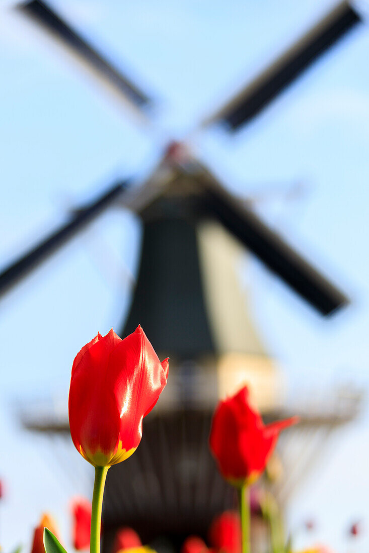 Nahaufnahme von roten Tulpen mit Windmühle auf dem Hintergrund Keukenhof Botanischer Garten Lisse Südholland Niederlande Europa