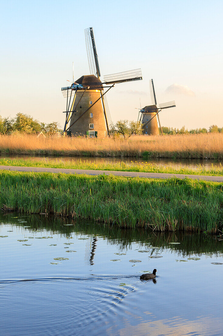 Duck swims in the canal with the typical windmills on the background Kinderdijk Molenwaard South Holland The Netherlands Europe