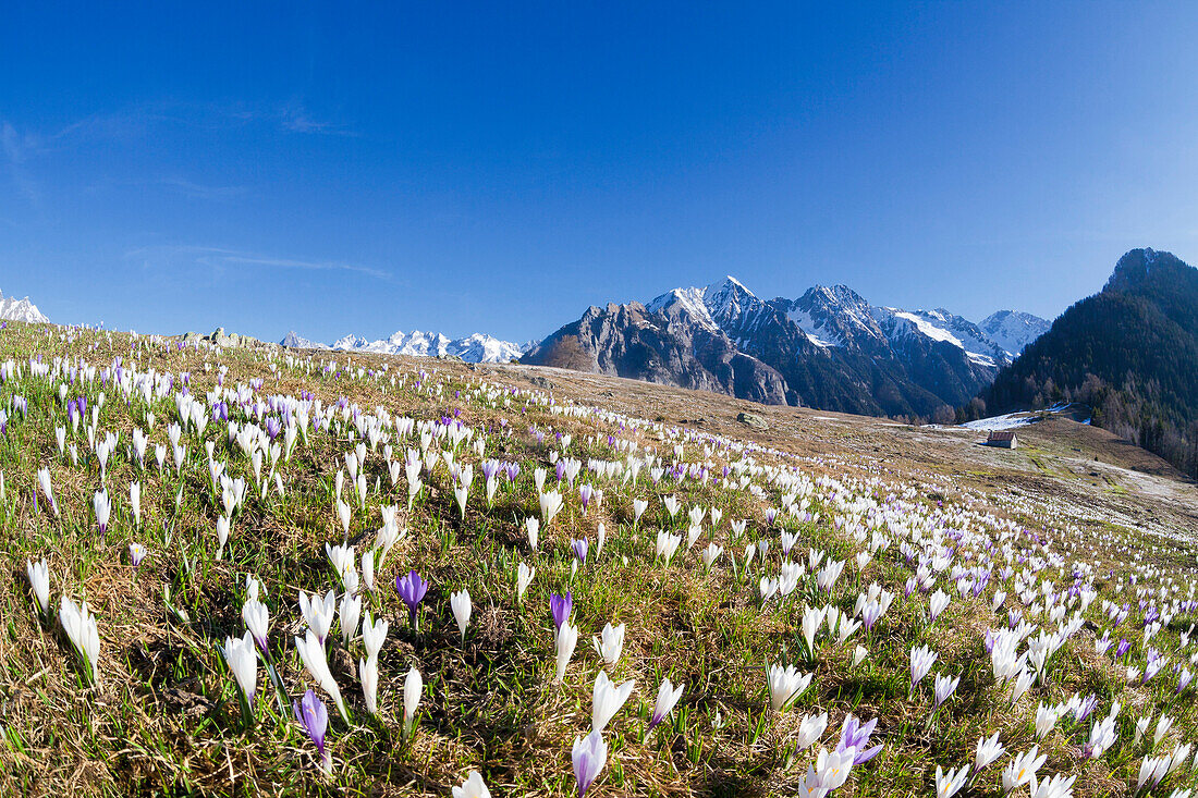 Crocus in bloom in meadows framed by snowy peaks Alpe Granda Sondrio province Masino Valley Valtellina Lombardy Italy Europe