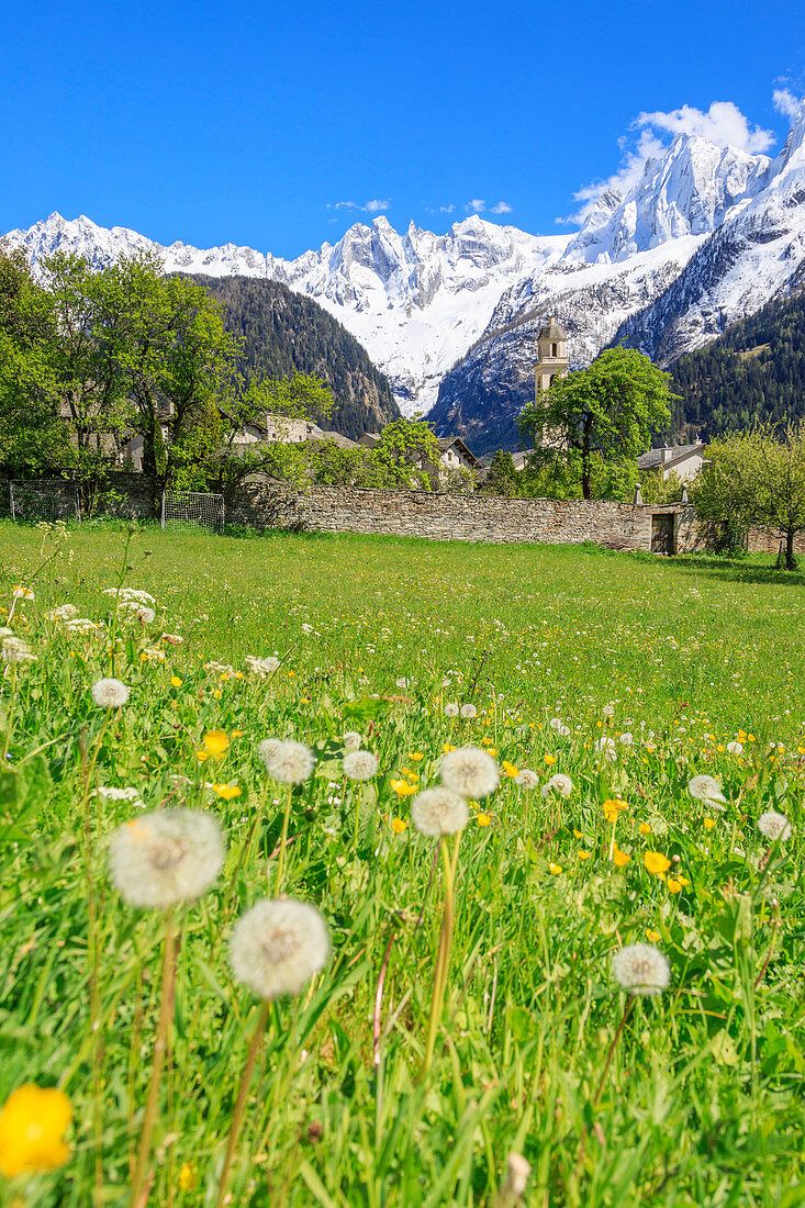 Dandelion and flowers framed by snowy peaks Soglio Maloja canton of Graubunden Engadin Bregaglia Valley Switzerland Europe