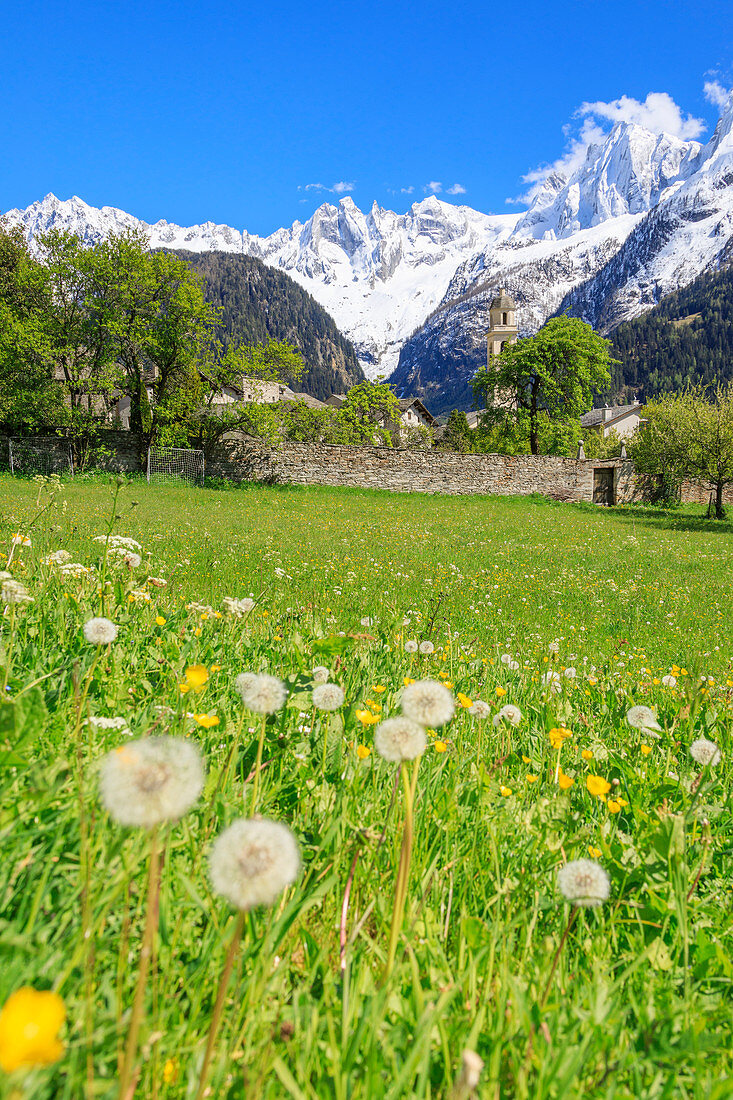Löwenzahn und Blumen umrahmt von schneebedeckten Gipfeln Soglio Maloja Kanton Graubünden Engadin Bregaglia Tal Schweiz Europa