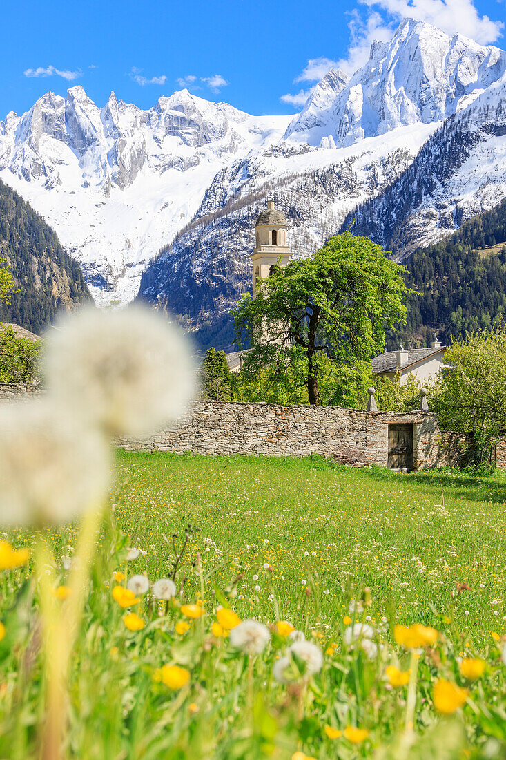 Old church framed by dandelion and snowy peaks Soglio Maloja canton of Graubunden Engadin Bregaglia Valley Switzerland Europe