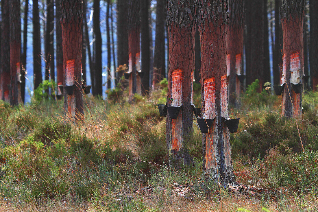 Portugal, Collecting pine resin.