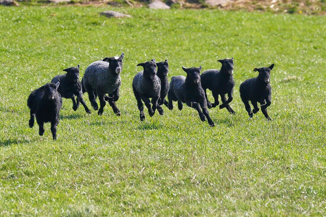 Lambs running. Stockholm, Sweden