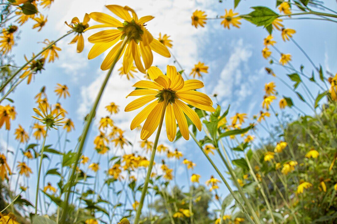 Rudbeckia Blumen. Wissenschaftlicher Name: Rudbeckia hirta.