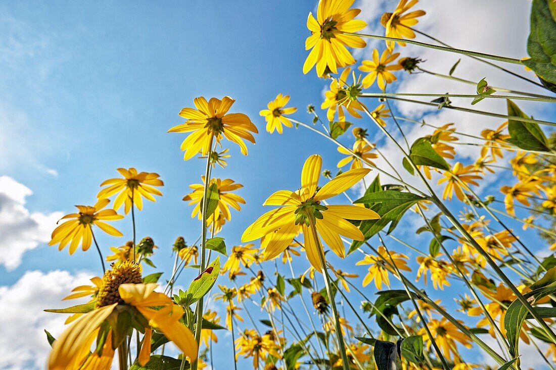 Rudbeckia flowers. Scientific name: Rudbeckia hirta.