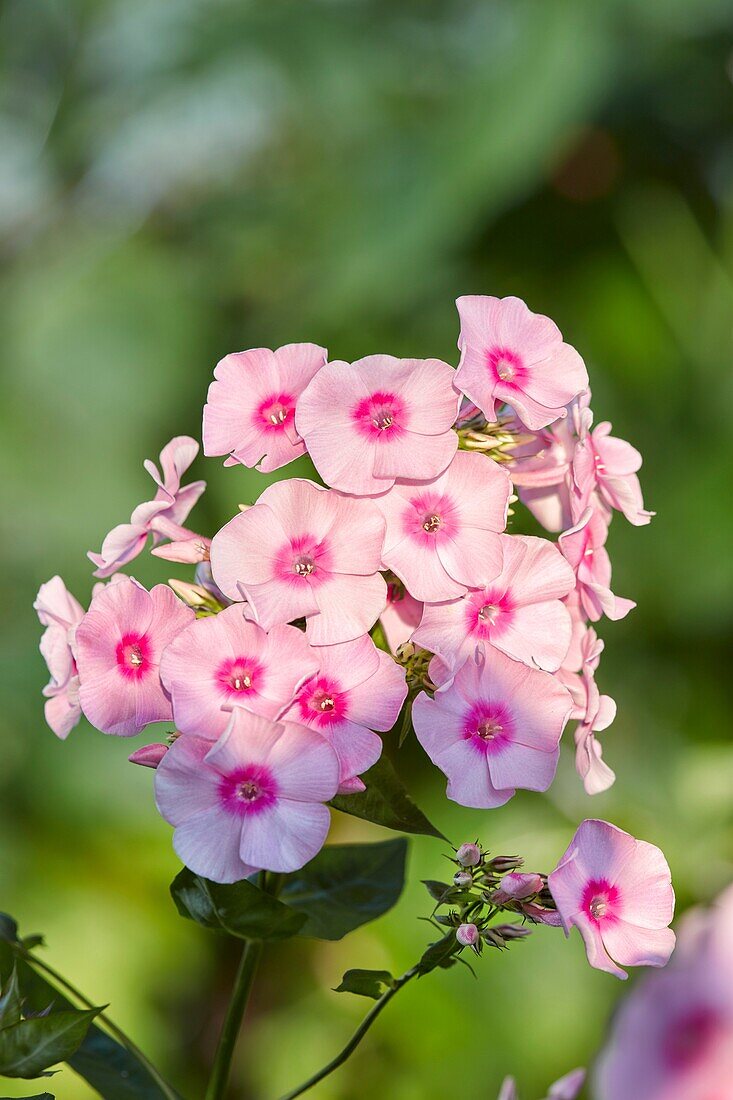 Phlox-Blüten. Wissenschaftlicher Name: Phlox paniculata.