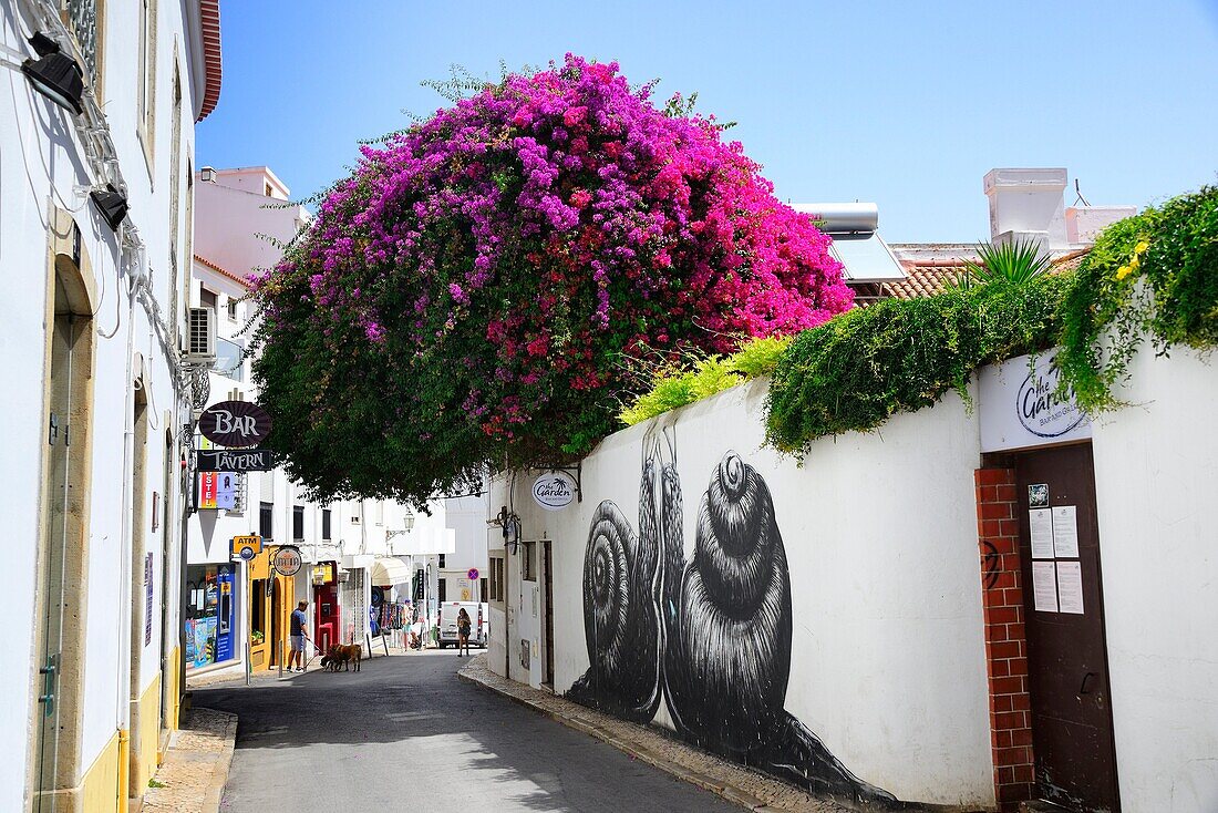 Historischer Teil der Lagos-Stadt, Bougainvillaea blühender Baum und Wandgemälde, Algarve, Portugal, Europa
