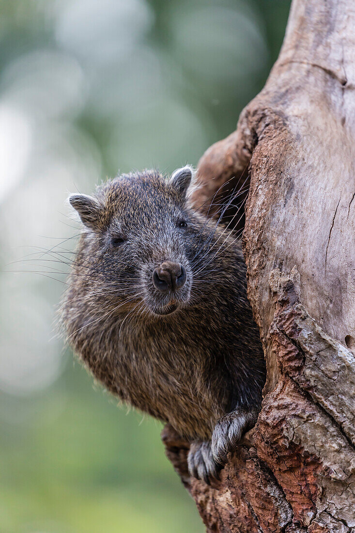 Captive Desmarest's hutia ,Capromys pilorides, ,Cuban hutia, a species of rodent endemic to Cuba, West Indies, Central America