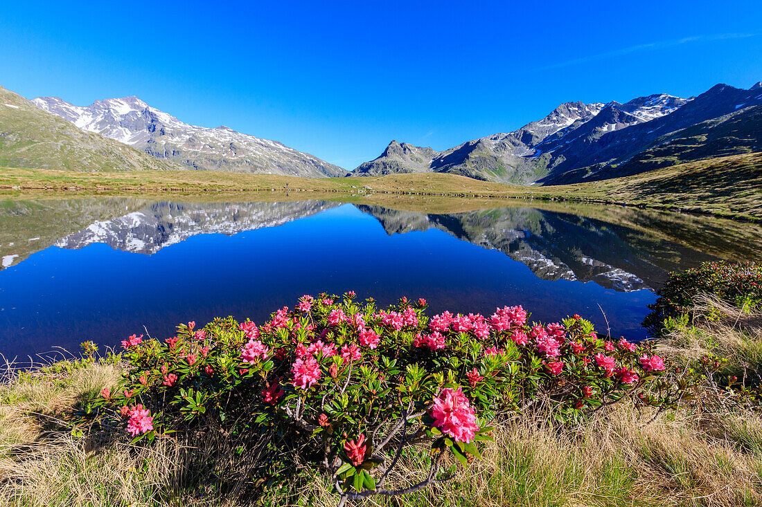 Rhododendren in Blüte am See Andossi, Chiavenna-Tal, Provinz Sondrio, Valtellina, Lombardei, Italien, Europa